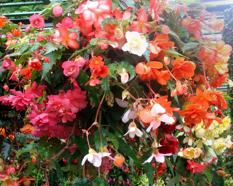 Begonias at Butchart Gardens - photo Peter Barber